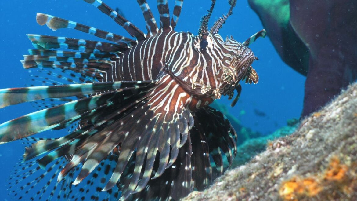 The Fight Against Lionfish