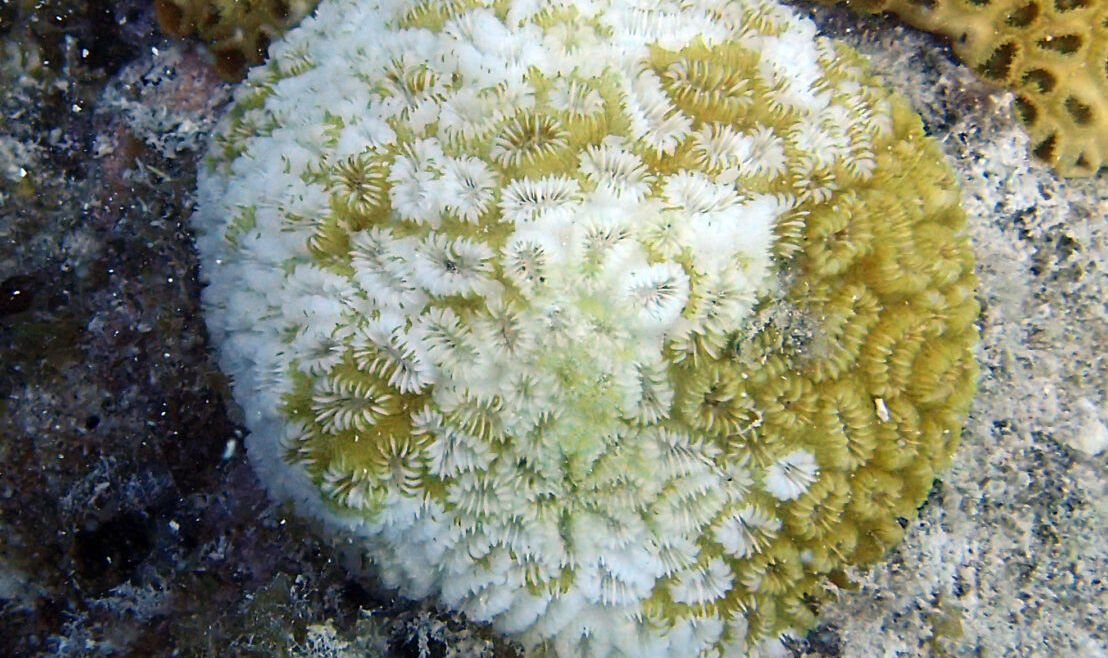 Coral Bleaching in the Florida Keys